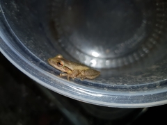 Scinax