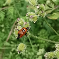 Deraeocoris
