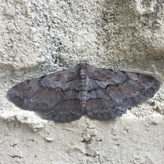 Iridopsis vellivolata