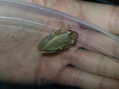 Scinax