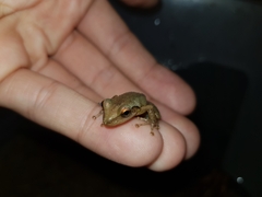 Scinax