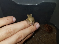 Scinax