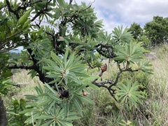 Protea caffra caffra