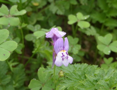 Linaria algarviana
