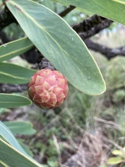 Protea caffra caffra