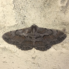 Iridopsis vellivolata