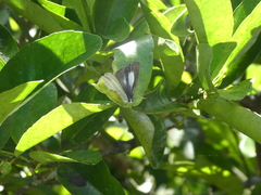 Eirmocides absimilis
