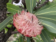 Protea caffra caffra