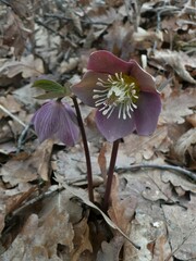 Helleborus purpurascens