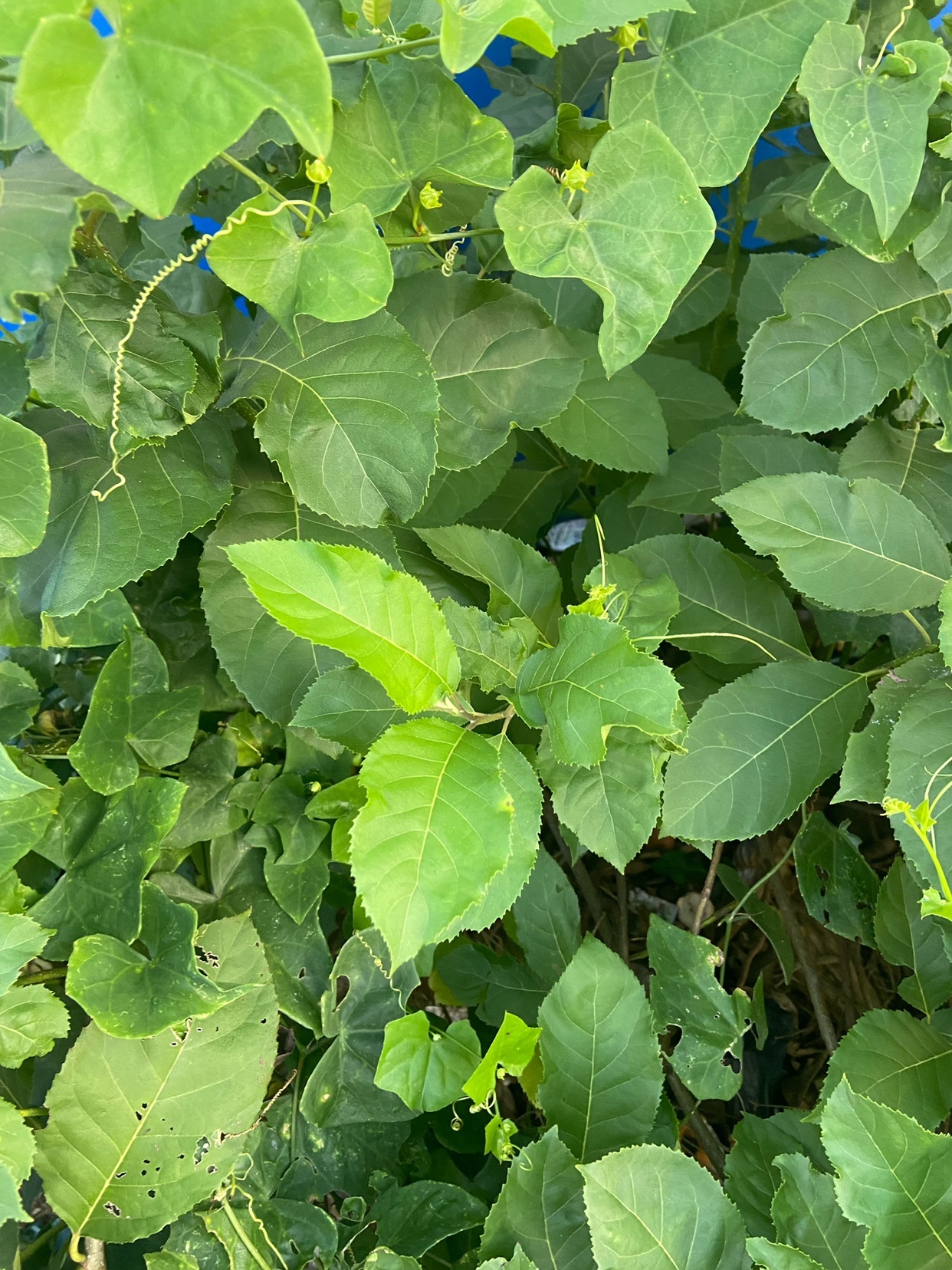 Cườm rụng nhọn — ảnh 2