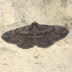 Iridopsis vellivolata