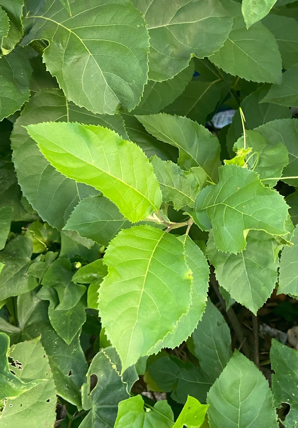 Cườm rụng nhọn (Ehretia acuminata)
