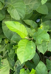 Ehretia acuminata