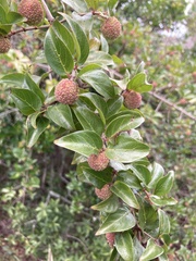 Cephalanthus natalensis