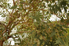 Corymbia