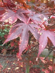 Acer palmatum
