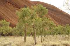 Corymbia