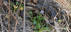 Viola silicestris