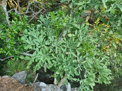 Cussonia transvaalensis