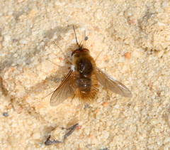 Bombyliidae