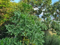 Cussonia transvaalensis