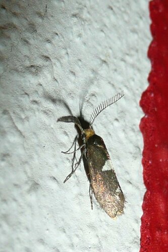 Incurvaria masculella