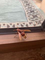 Vespa orientalis