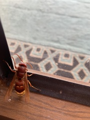 Vespa orientalis