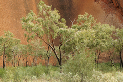 Corymbia