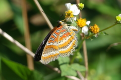 Cethosia biblis