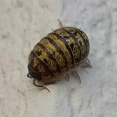 Armadillidium versicolor