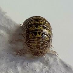 Armadillidium versicolor