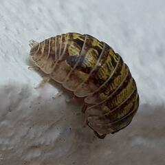 Armadillidium versicolor