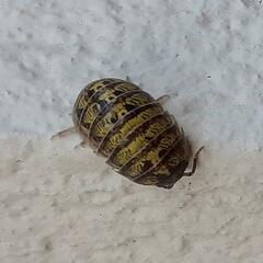 Armadillidium versicolor
