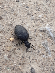 Meloe rugosus
