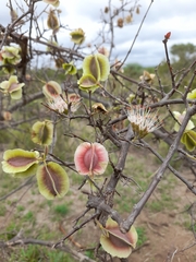 Combretum mossambicense