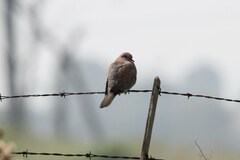 Streptopelia senegalensis senegalensis