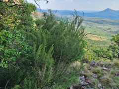 Passerina montana