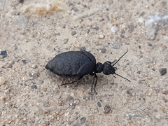 Meloe rugosus