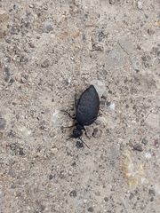 Meloe rugosus