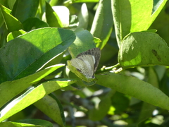 Eirmocides absimilis