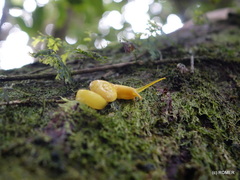 Kalidos