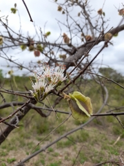 Combretum mossambicense