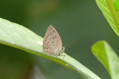 Arhopala