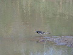 Motacilla maderaspatensis