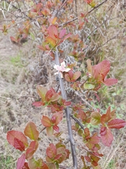 Combretum mossambicense