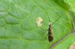 Micropterix aruncella