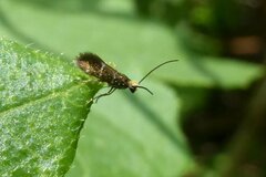 Micropterix aruncella
