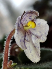Streptocarpus ionanthus