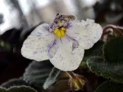 Streptocarpus ionanthus
